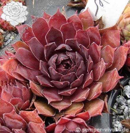 Purple Dazzler | Sempervivum-Liste