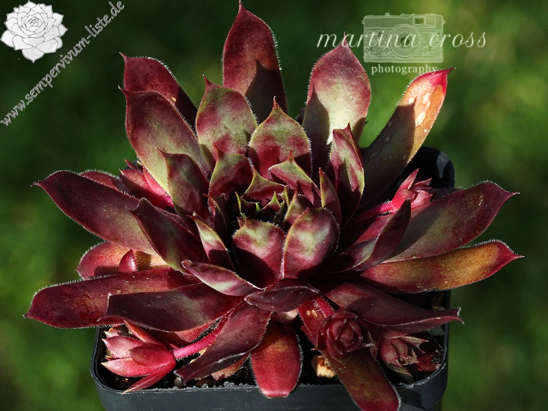 Purple Dazzler | Sempervivum-Liste