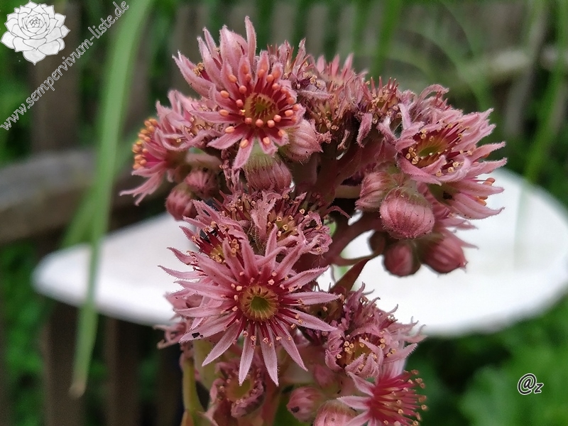 Bibigon | Sempervivum-Liste