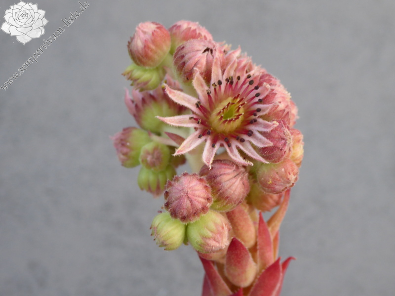 Bitoon | Sempervivum-Liste