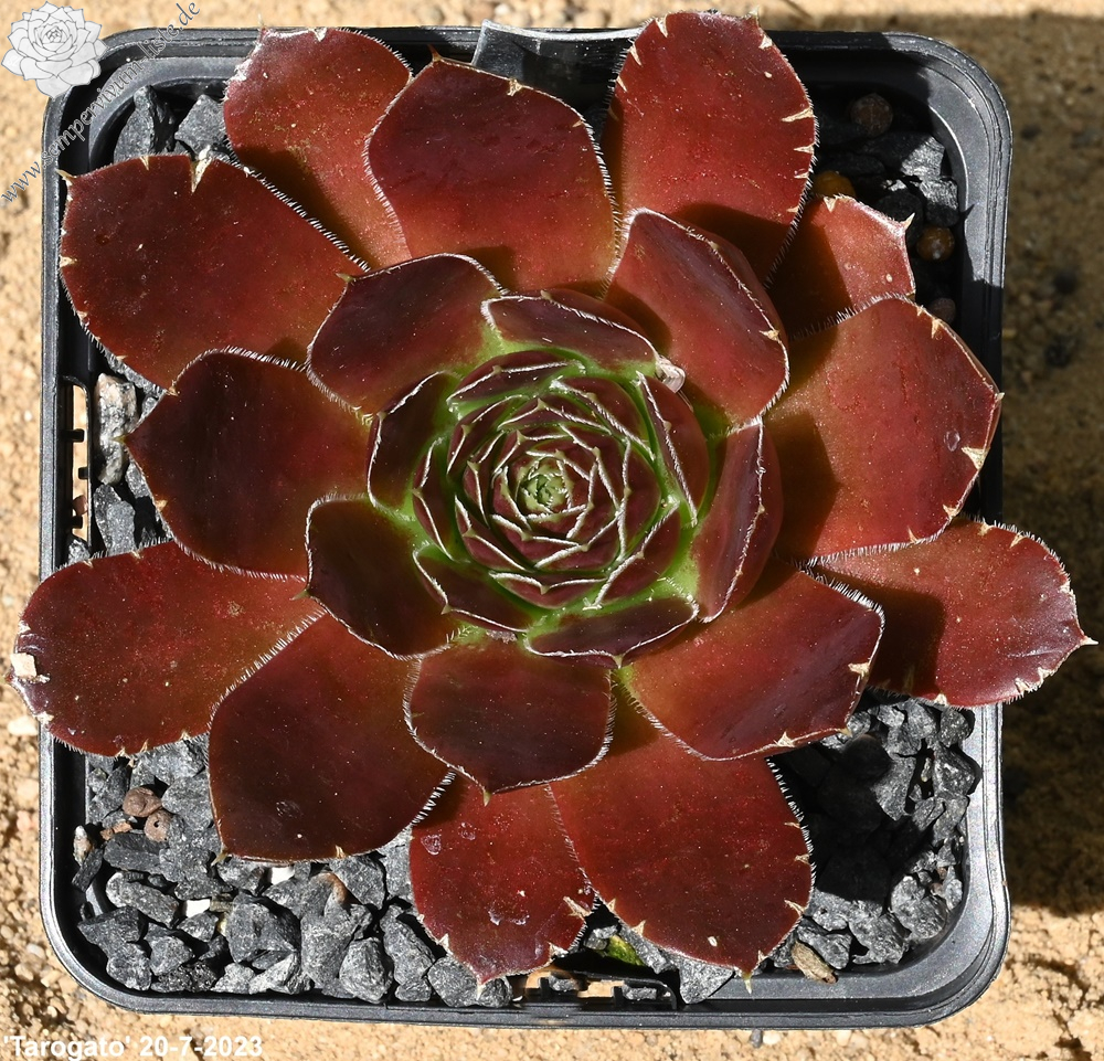 Trogito Tarogato / Jovi | Sempervivum-Liste