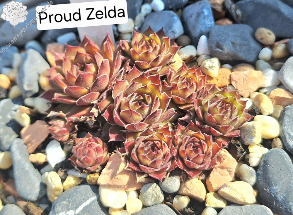 センペルビウム Proud Zelda