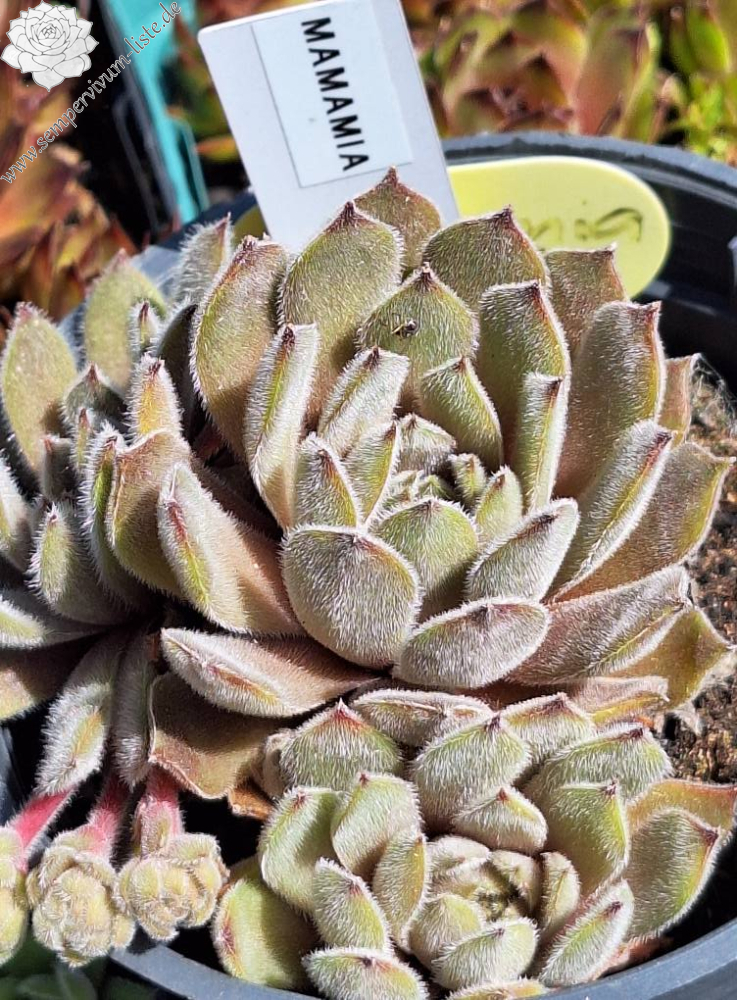 peperomia obtusifolia variegata Peperomia obtusifolia 'Albomarginata' main image 0