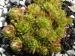 globiferum ssp. allionii from Colle di Caprauna