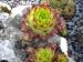 globiferum ssp. allionii from Esteng x S. glob. ssp. hirtum from Biele Karpaty SK