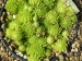 globiferum ssp. allionii from Camp des Fourches