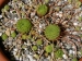 ciliosum ssp. octopodes