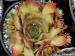 Croton