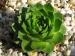 glabrifolium cf. from road Artvin to Verzirkoey