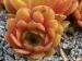 glabrifolium aff. from Macka (Typ PH1113)