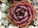 Pink Lotus