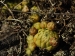 globiferum ssp. globiferum from Svatá