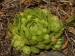 globiferum ssp. globiferum from Sepuska