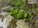 globiferum ssp. globiferum from Špičák bei Mezí