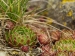 globiferum ssp. globiferum from Těšetice, südlich