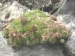 globiferum ssp. globiferum from Liblín (nahe der Brücke)