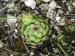 globiferum ssp. hirtum (hirtum) from Voniaca