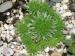 globiferum ssp. arenarium from Muraz