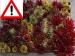 Faraon