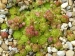 globiferum ssp. arenarium from Flattach