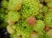globiferum ssp. arenarium