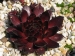 Red Ruby 