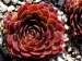 Rocknoll Rosette 