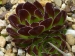 Shirane / Jovi 