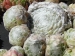 Snowball 