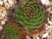 Versicolor Typ B 