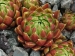 globiferum ssp. hirtum (glabrescens) from Súľovské skaly