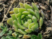 globiferum ssp. hirtum (hirtum) from Csákberény