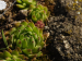 globiferum ssp. hirtum (hirtum) from Vadálló-kövek