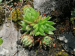 globiferum ssp. hirtum (hirtum) from Hochblaser