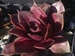 Yucatan