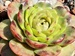Flower Rockoon