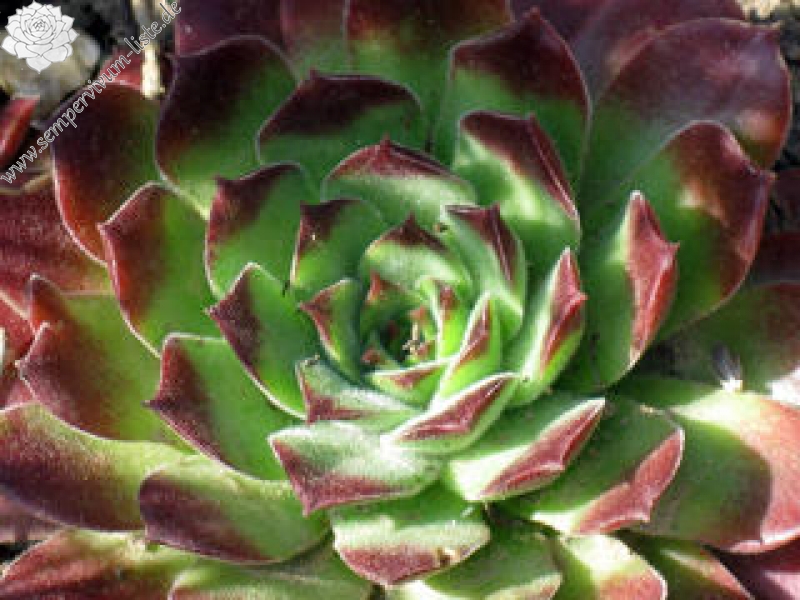 altum