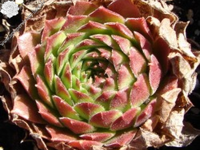 altum