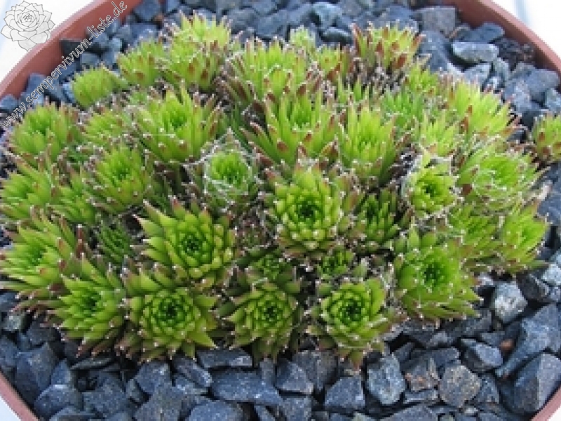 arachnoideum (bryoides)