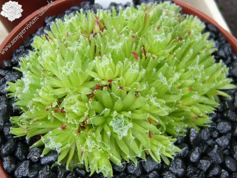 arachnoideum (bryoides)