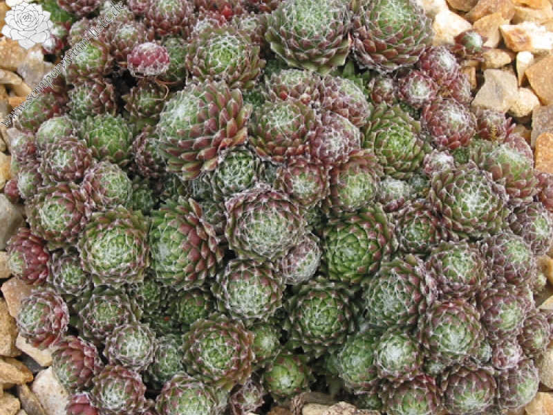 arachnoideum (bryoides)