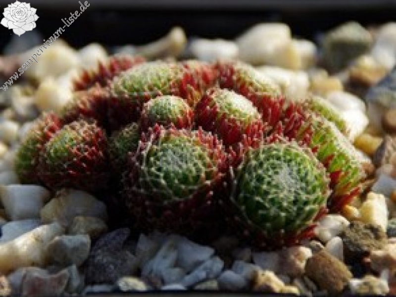 arachnoideum (bryoides)
