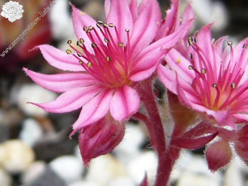 arachnoideum (bryoides)