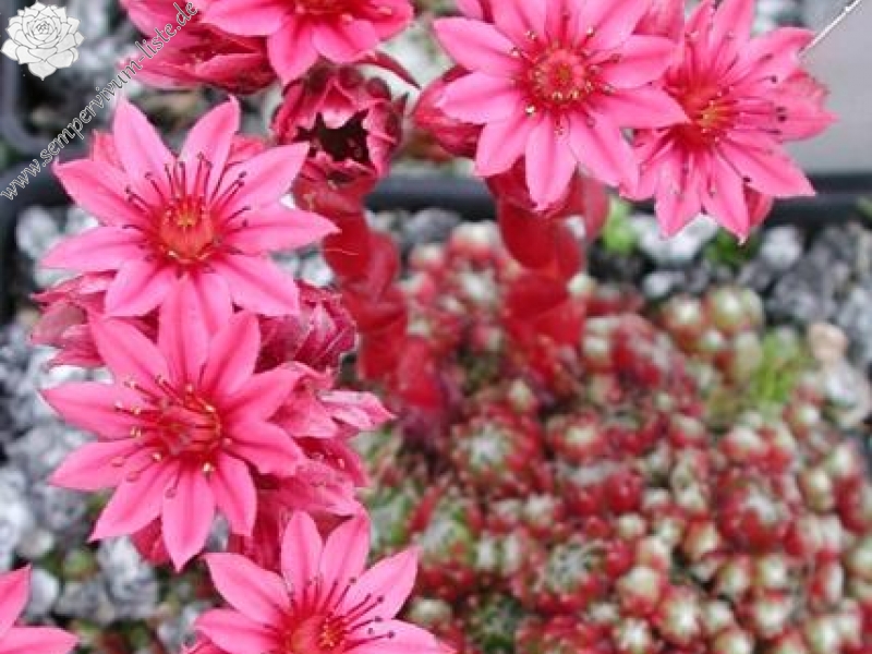 arachnoideum (bryoides)