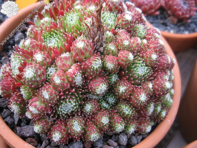 arachnoideum (bryoides) from "Sapa"