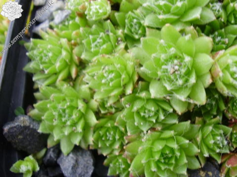 arachnoideum (glabrum)