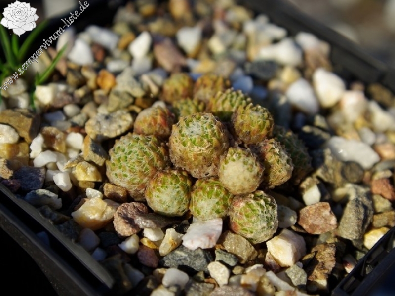 arachnoideum (gnaphalium)