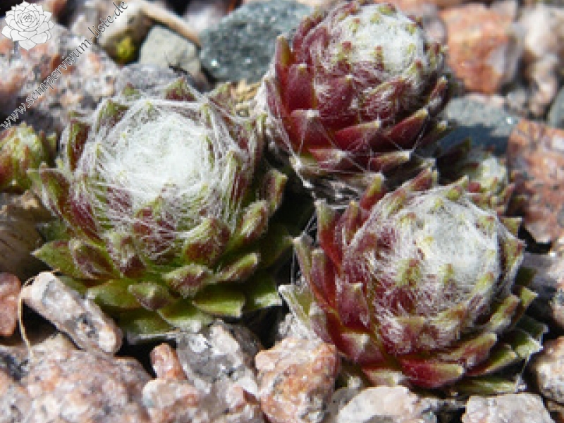 arachnoideum (gnaphalium)