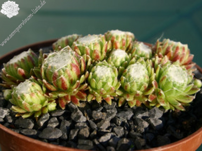 arachnoideum (gnaphalium)