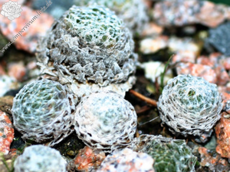 arachnoideum (gnaphalium)